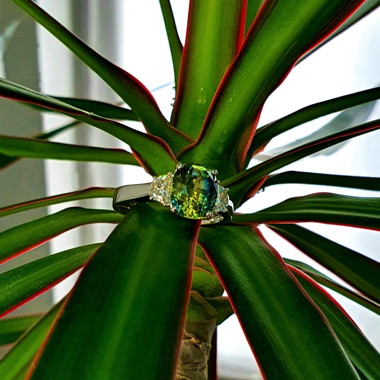 Medium zoom of the ring on leaves showing rich green tones.