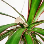 Cushion-Shape-Signet-Ring-RG00048