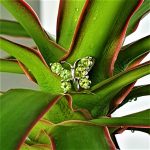 18ct-White-Gold-Green-Peridot-Butterfly-Necklace-PCA00409