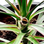 Heavy 9ct yellow gold 12mm x 10mm oval Tigers Eye signet ring