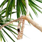 Men's heavy 9ct gold identity bracelet nine inches long weighing 111.3 grammes