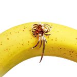 This gorgeous multi-loop bow brooch is crafted in 9ct yellow gold and features three golden yellow Citrines and five white pearls. Pictured on a banana.