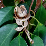 A single golden rose with a textured finish with polished highlights is pictured on a plant with green leaves.