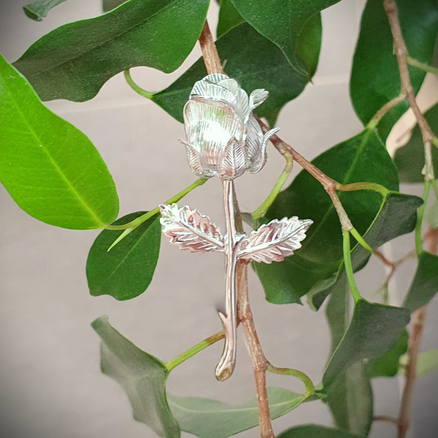 Real silver roos pictured on a bush.