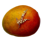 Golden pin with fourteen pearls pictured on a mango.