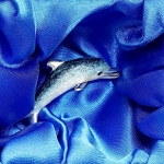 Lifelike enamelled Saturno Dolphin brooch made in Italy in genuine hallmarked sterling silver. Pictured in the gift box.