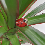 Genunine hallmarked silver, red, and black vitreous enamel Ladybird cufflinks pictured on a plant CK00329.