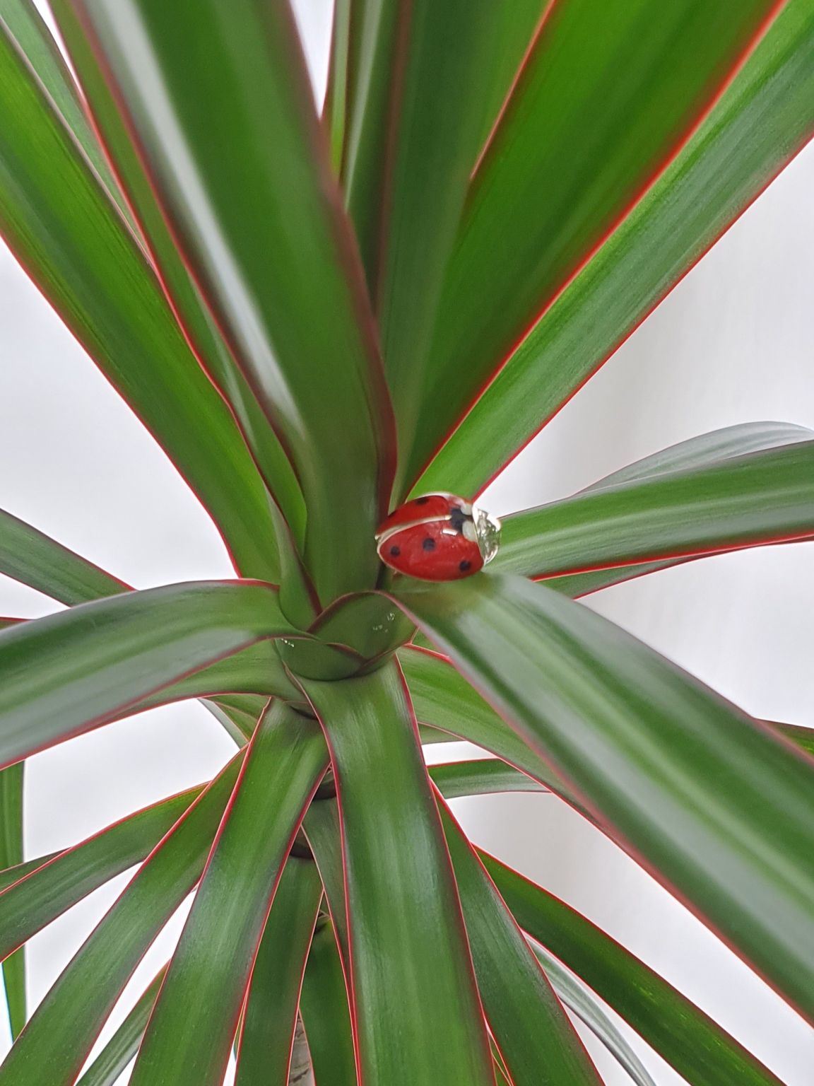  Genunine silver, red, and black vitreous enamel Ladybug cufflinks pictured on a plant CK00329.
