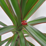  Genunine silver, red, and black vitreous enamel Ladybug cufflinks pictured on a plant CK00329.